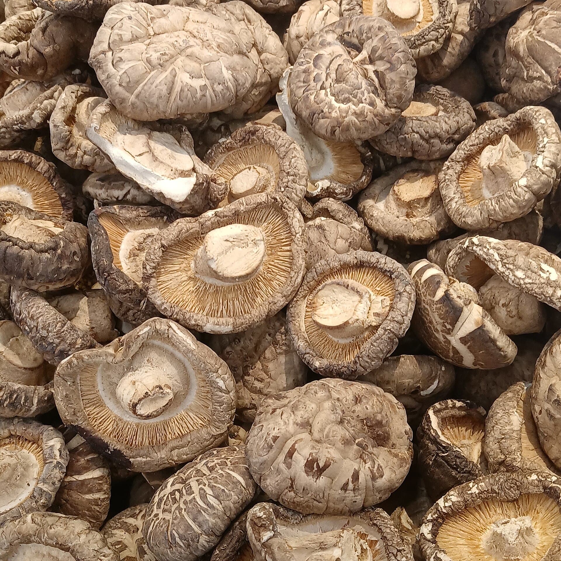 Dried Shiitake Mushrooms reference