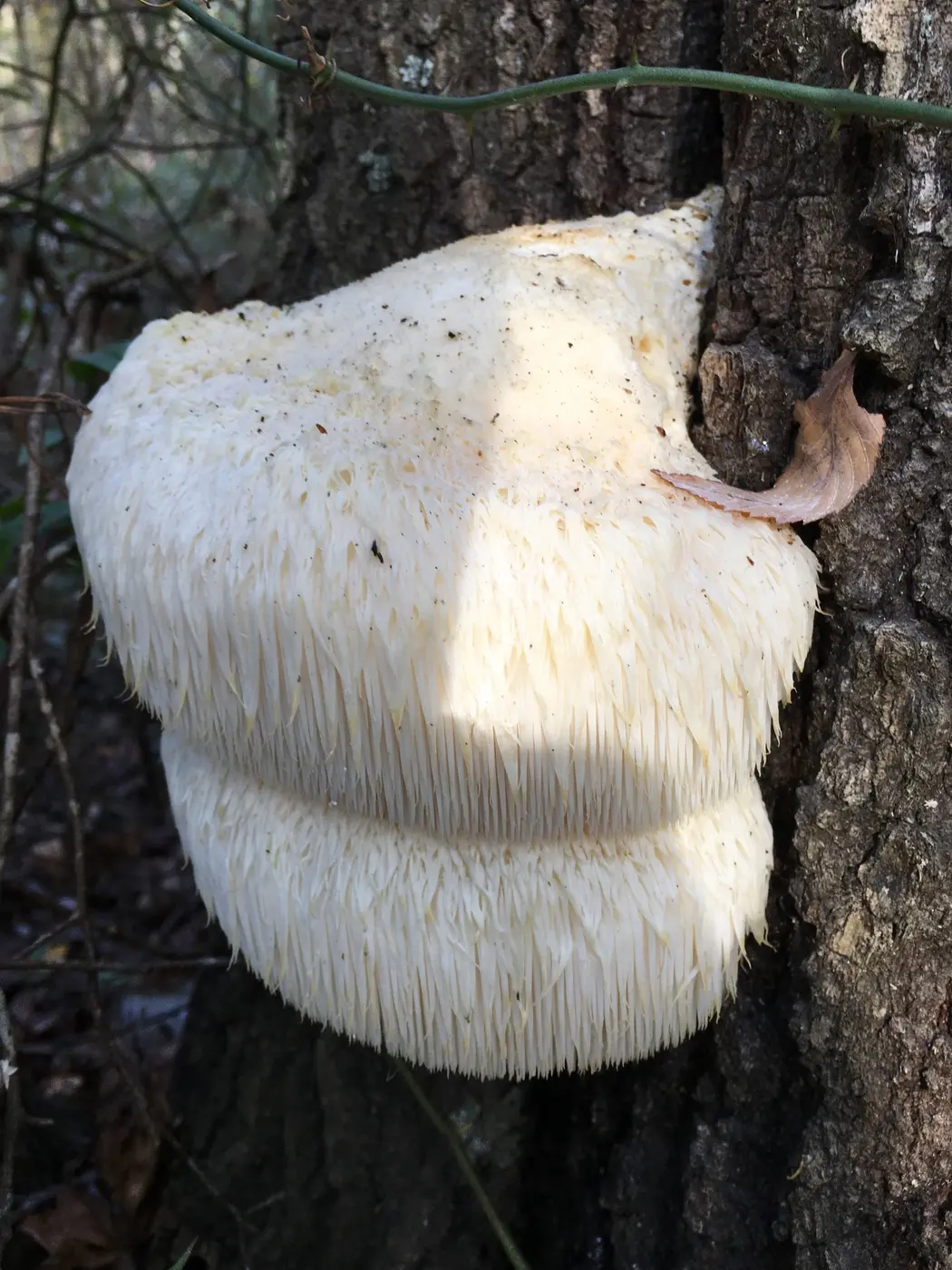 Lion's Mane mushroom