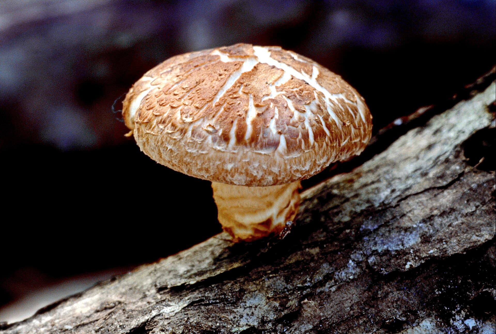 Fresh Shiitake Mushrooms reference